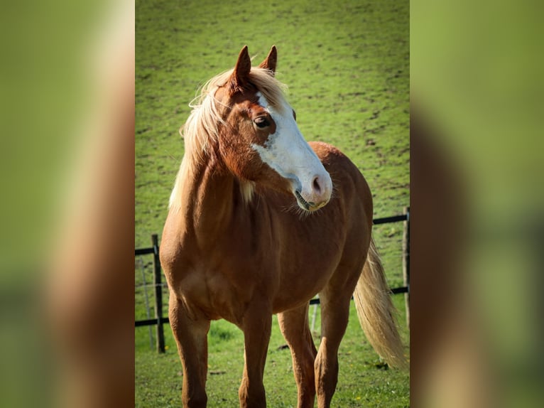 American Quarter Horse Merrie 1 Jaar Vos in Burscheid