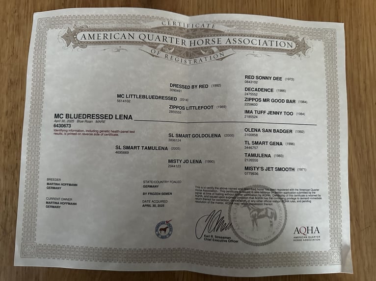 American Quarter Horse Merrie 1 Jaar Zwart in Gifhorn