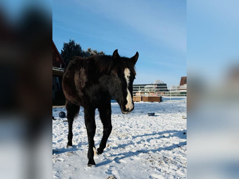 American Quarter Horse Merrie 1 Jaar Zwart in Gifhorn