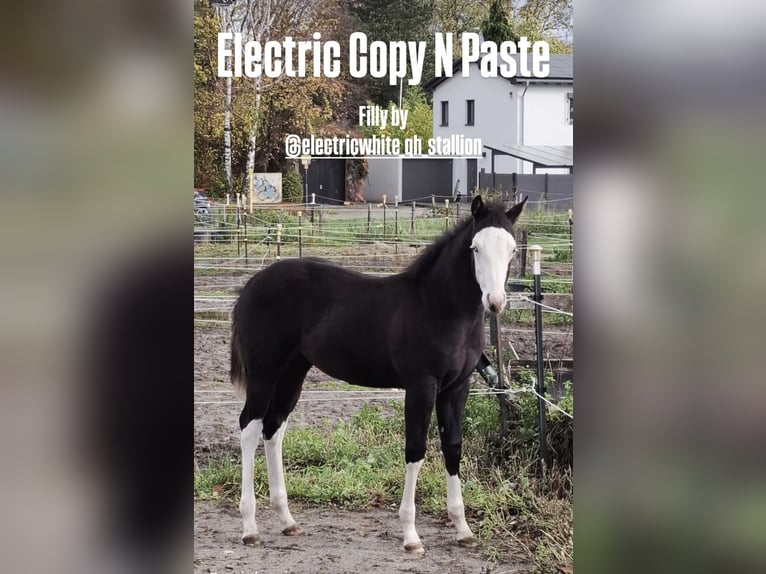 American Quarter Horse Merrie 1 Jaar Zwart in Bochum