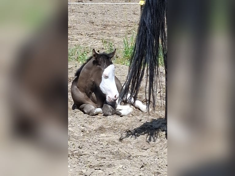 American Quarter Horse Merrie 1 Jaar Zwart in Bochum