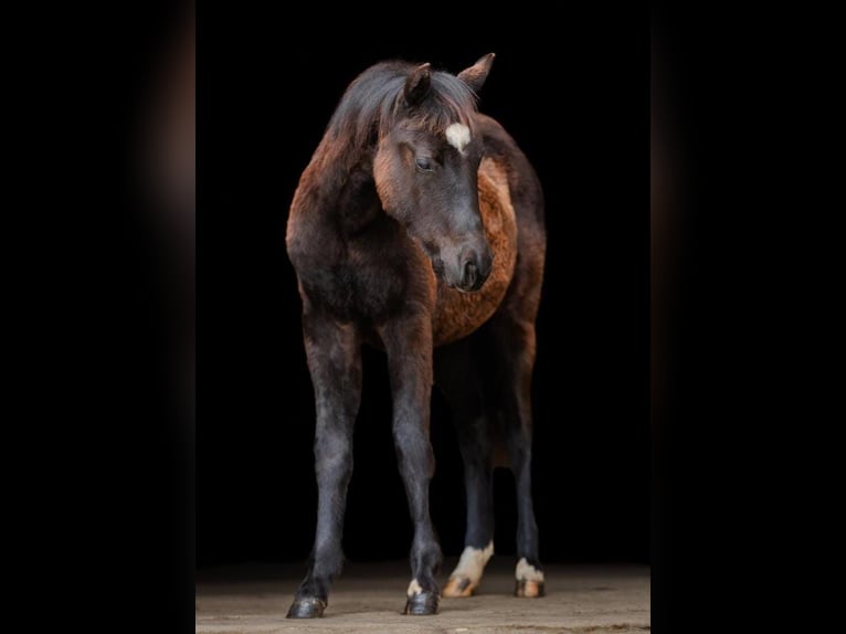 American Quarter Horse Merrie 1 Jaar Zwart in Gerolfingen