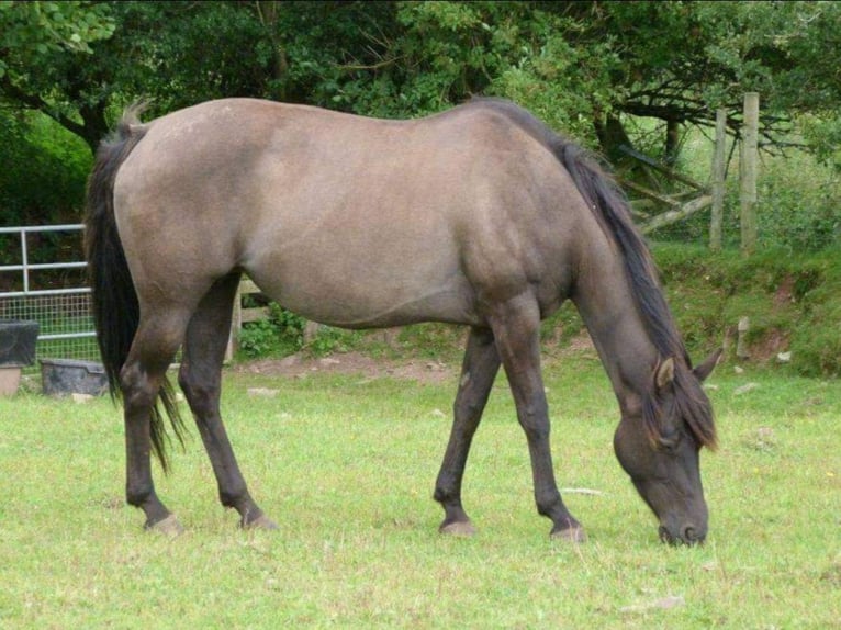 American Quarter Horse Merrie 20 Jaar 147 cm Grullo in Echternacherbrück