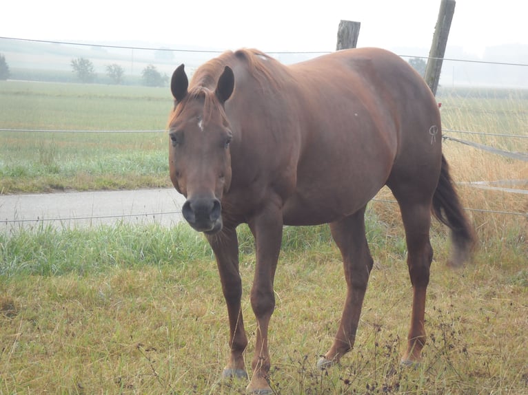 American Quarter Horse Merrie 20 Jaar 149 cm Donkere-vos in Breitenbrunn
