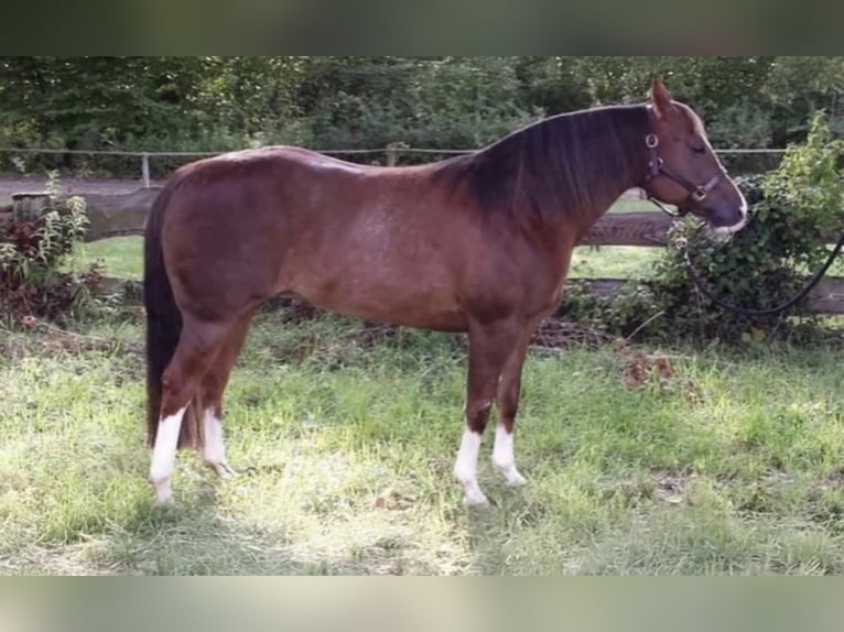 American Quarter Horse Merrie 20 Jaar 150 cm  in Alfeld (Leine)