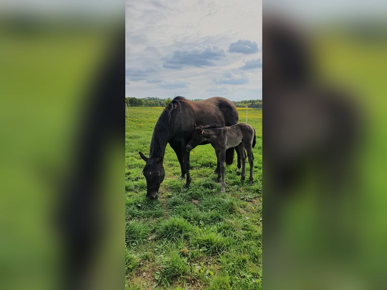 American Quarter Horse Merrie 20 Jaar 150 cm Zwart in Mücke