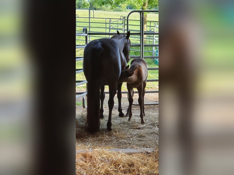 American Quarter Horse Merrie 20 Jaar 150 cm Zwart in Mücke