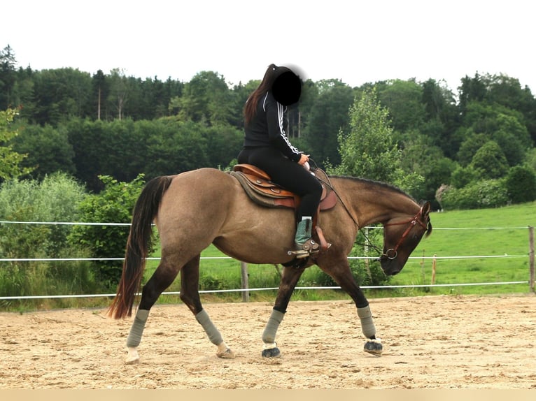 American Quarter Horse Merrie 20 Jaar 155 cm Grullo in Seekirchen