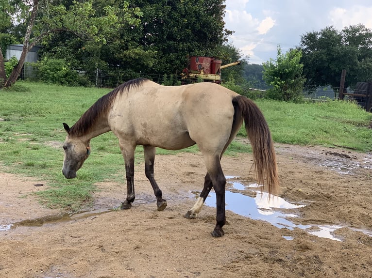 American Quarter Horse Merrie 21 Jaar 142 cm Buckskin in Lockesburg