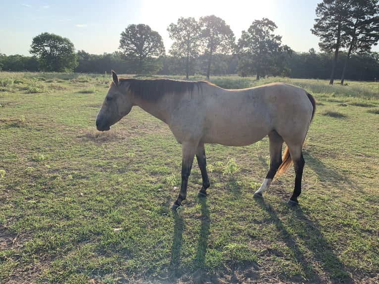 American Quarter Horse Merrie 21 Jaar 142 cm Buckskin in Lockesburg