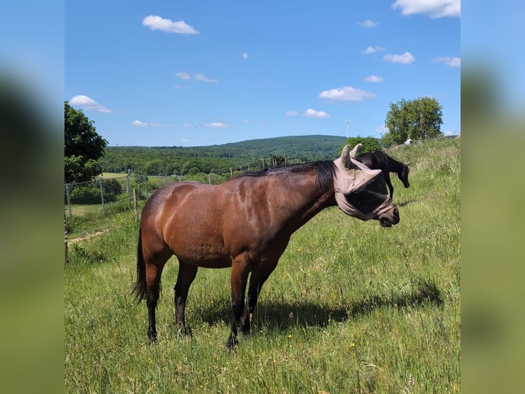 American Quarter Horse Merrie 21 Jaar 145 cm Bruin in Womrath