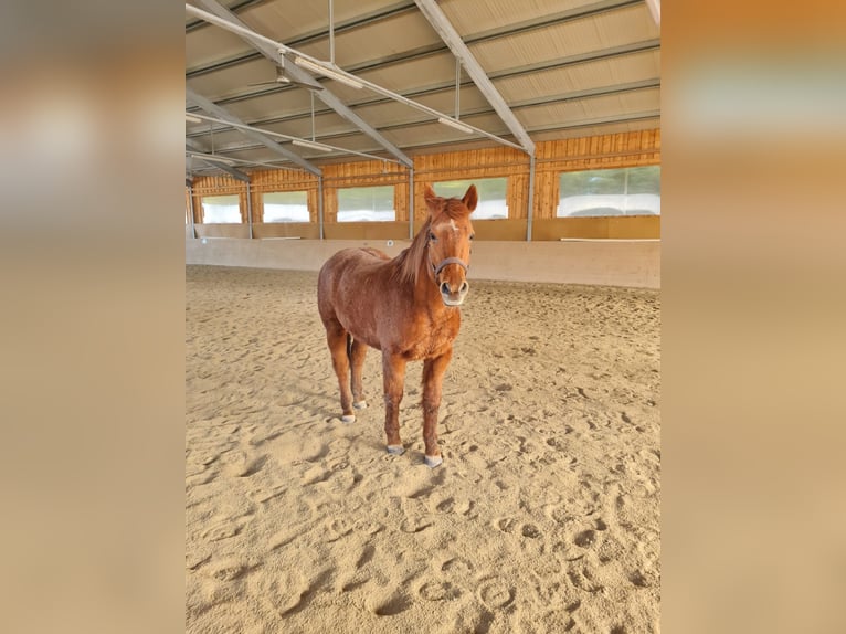 American Quarter Horse Merrie 21 Jaar 153 cm in Völkermarkt