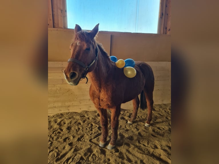 American Quarter Horse Merrie 21 Jaar 153 cm in Völkermarkt