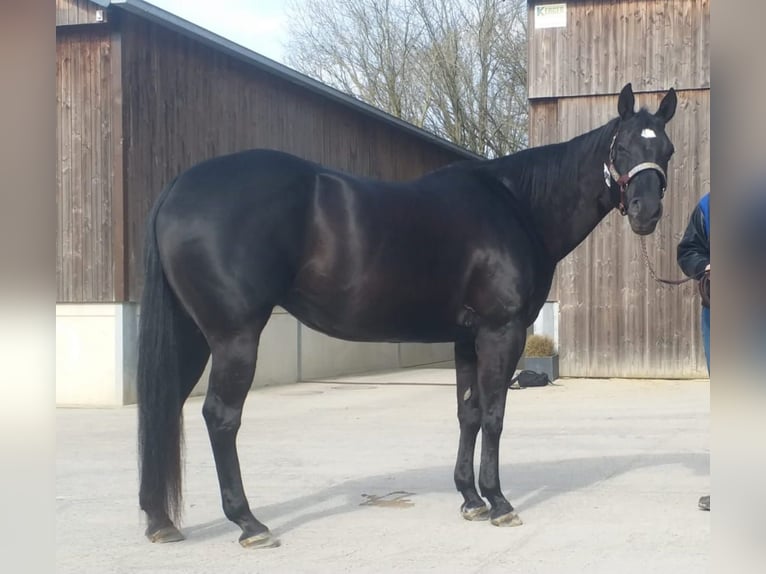 American Quarter Horse Merrie 21 Jaar 154 cm Zwart in Echternacherbrück