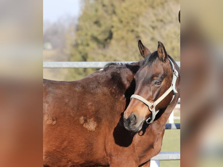 American Quarter Horse Merrie 22 Jaar 150 cm in Garsten Dambach