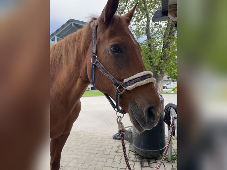American Quarter Horse Merrie 22 Jaar 153 cm in Völkermarkt
