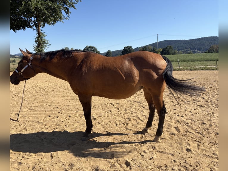 American Quarter Horse Merrie 22 Jaar 155 cm Falbe in Arnbruck