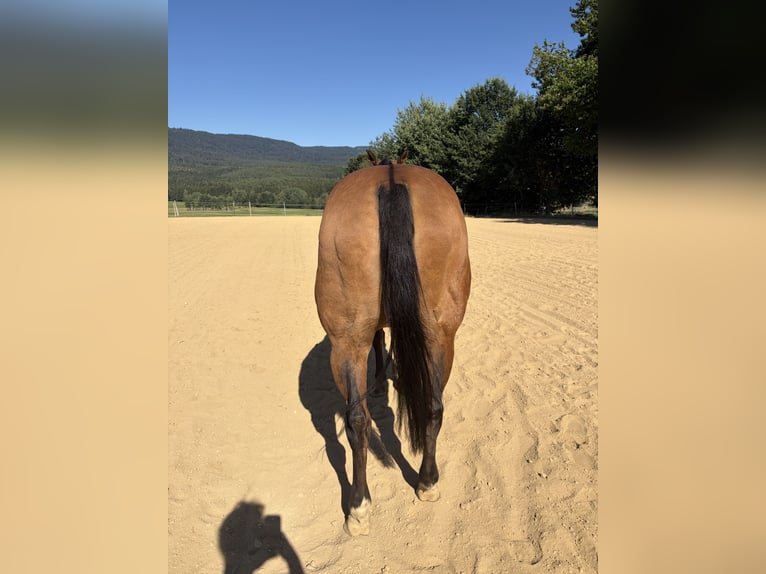 American Quarter Horse Merrie 22 Jaar 155 cm Falbe in Arnbruck