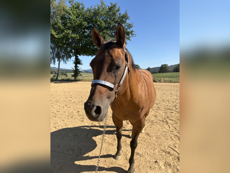 American Quarter Horse Merrie 22 Jaar 155 cm Falbe in Arnbruck