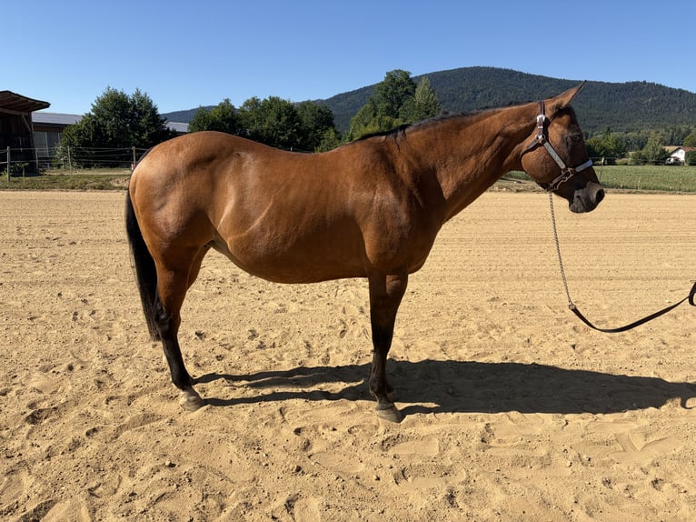 American Quarter Horse Merrie 22 Jaar 155 cm Falbe in Arnbruck