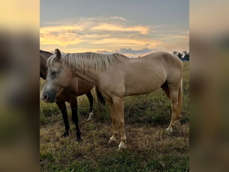 American Quarter Horse Merrie 22 Jaar 160 cm Palomino in Winslow, Arkansas