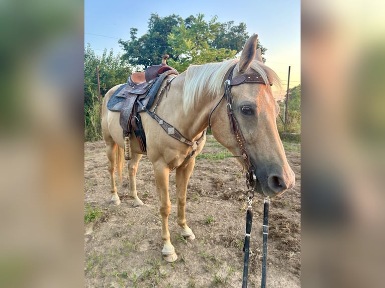 American Quarter Horse Merrie 22 Jaar 160 cm Palomino in Winslow, Arkansas