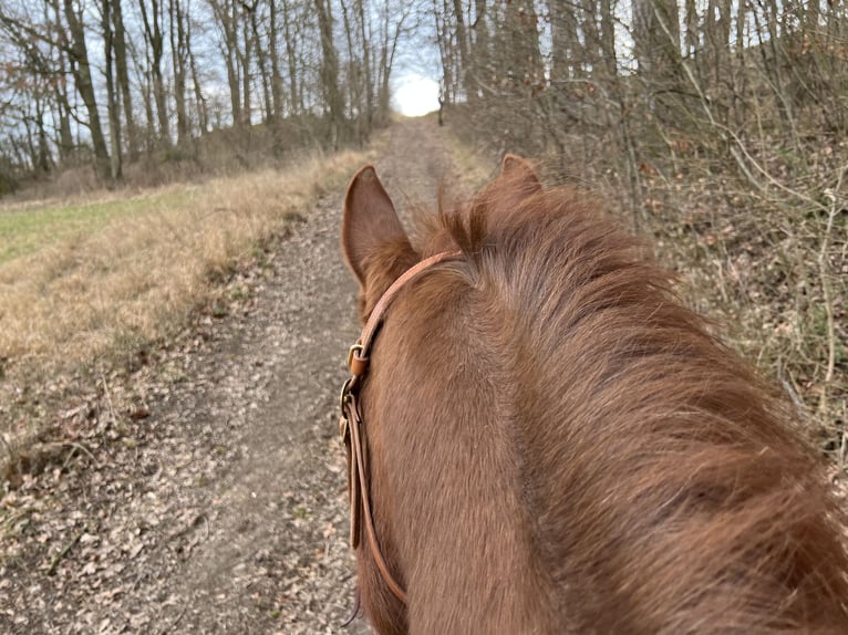 American Quarter Horse Merrie 22 Jaar Roodvos in Rastatt