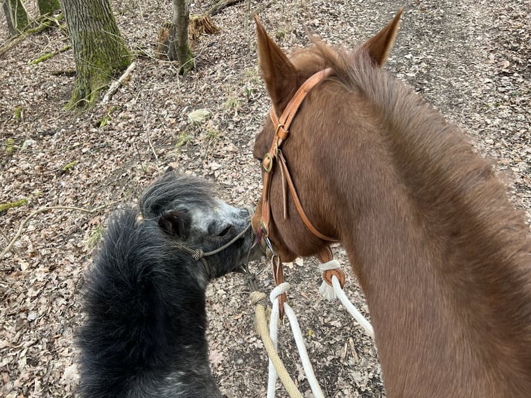 American Quarter Horse Merrie 22 Jaar Roodvos in Rastatt