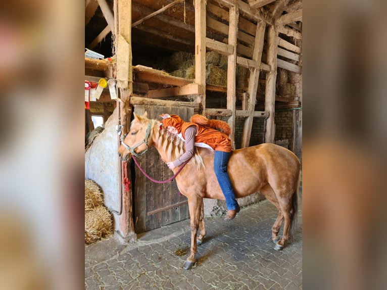 American Quarter Horse Merrie 23 Jaar 145 cm Palomino in Ilsfeld