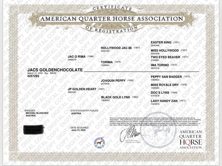 American Quarter Horse Merrie 24 Jaar Bruin in Hart bei Graz