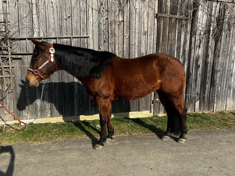 American Quarter Horse Merrie 24 Jaar Bruin in Hart bei Graz