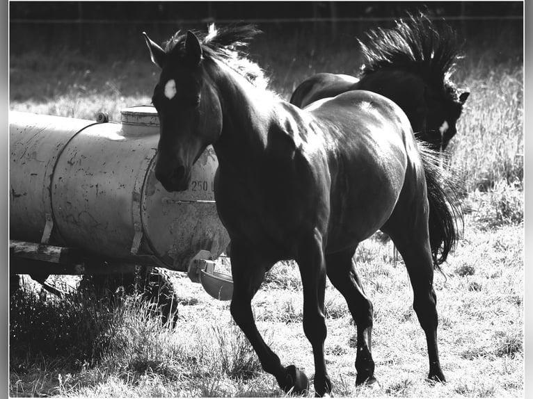 American Quarter Horse Merrie 25 Jaar 150 cm Donkerbruin in Mammelzen