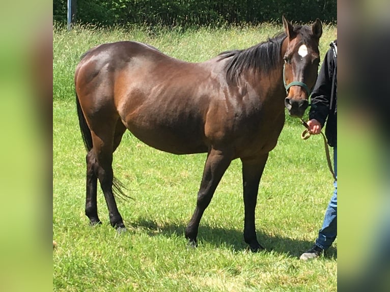 American Quarter Horse Merrie 25 Jaar 150 cm Donkerbruin in Mammelzen