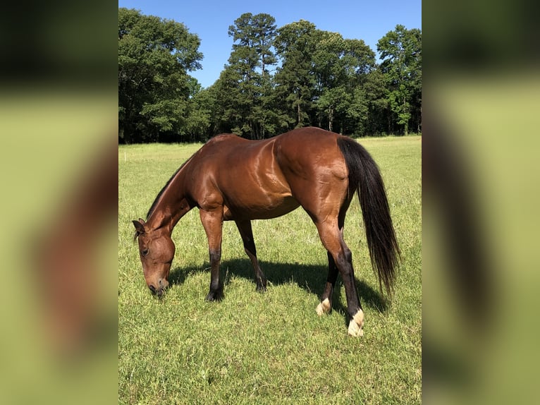 American Quarter Horse Merrie 25 Jaar 152 cm Donkerbruin in Fouke, Arkansas