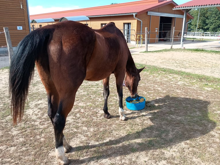 American Quarter Horse Merrie 28 Jaar 154 cm Bruin in Oesdorf