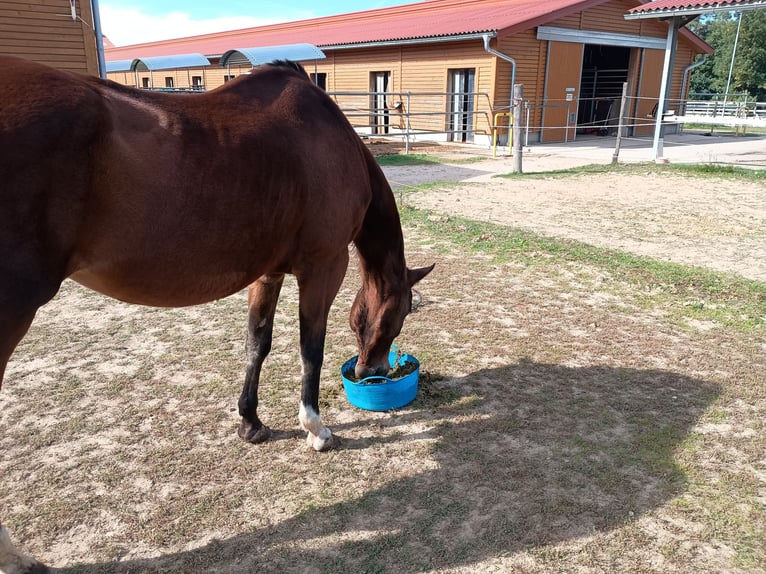 American Quarter Horse Merrie 28 Jaar 154 cm Bruin in Oesdorf