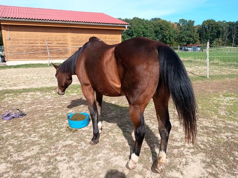 American Quarter Horse Merrie 28 Jaar 154 cm Bruin in Oesdorf