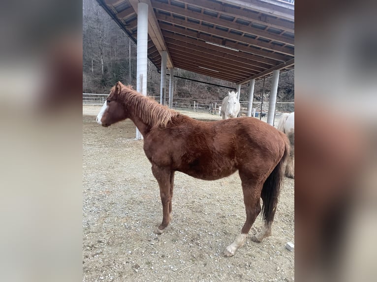 American Quarter Horse Merrie 2 Jaar 130 cm Roodbruin in Sentvid pri sticni