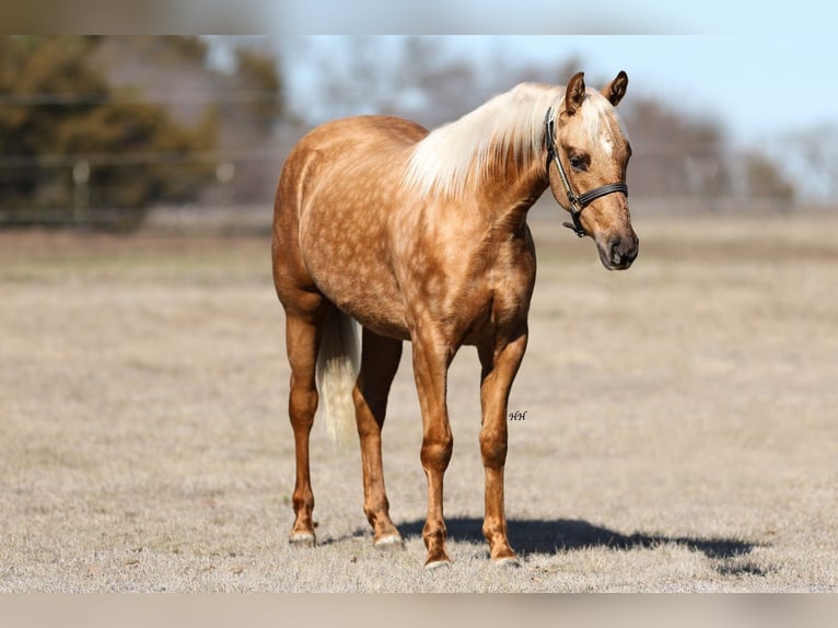 American Quarter Horse Merrie 2 Jaar 137 cm Palomino in Whitesboro