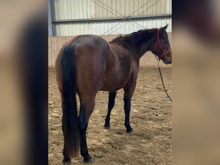 American Quarter Horse Merrie 2 Jaar 140 cm Bruin in Duvensee