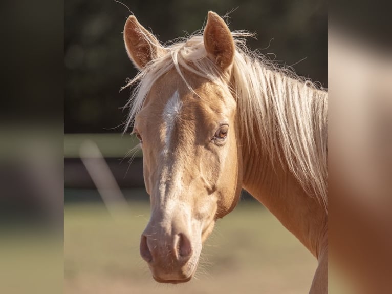 American Quarter Horse Merrie 2 Jaar 140 cm Champagne in Zell