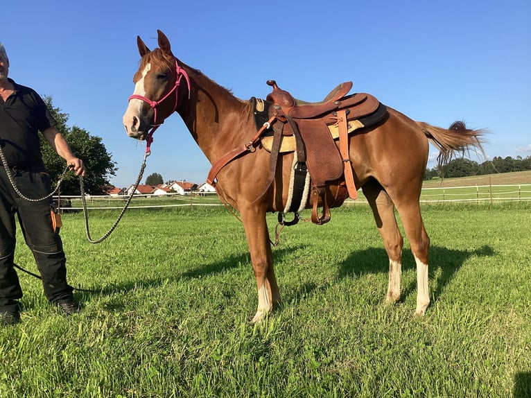 American Quarter Horse Merrie 2 Jaar 140 cm Vos in Apfeldorf