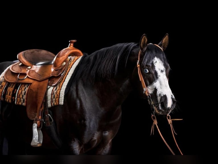 American Quarter Horse Mix Merrie 2 Jaar 140 cm Vos in Rietberg