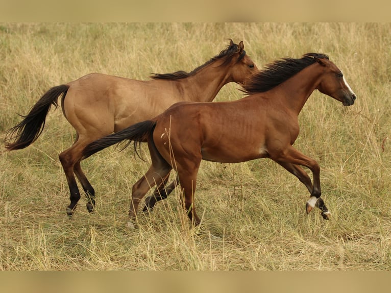 American Quarter Horse Merrie 2 Jaar 142 cm Bruin in Waldshut-Tiengen