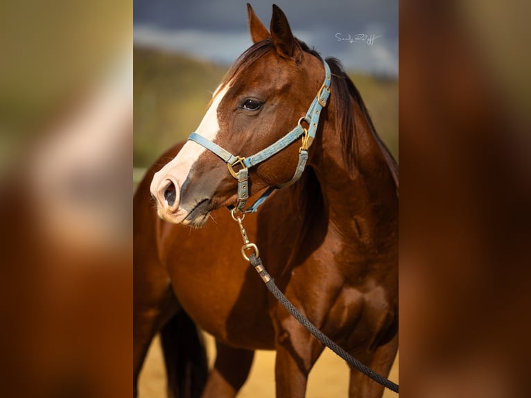 American Quarter Horse Merrie 2 Jaar 142 cm Bruin in Waldshut-Tiengen