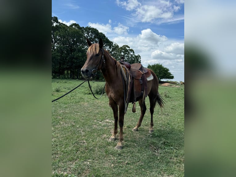 American Quarter Horse Merrie 2 Jaar 142 cm Donkere-vos in Monett