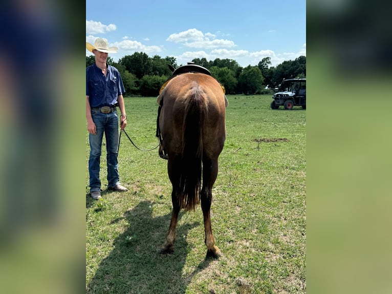 American Quarter Horse Merrie 2 Jaar 142 cm Donkere-vos in Monett