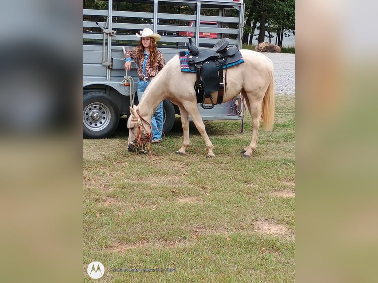 American Quarter Horse Merrie 2 Jaar 142 cm Palomino in Stillwater