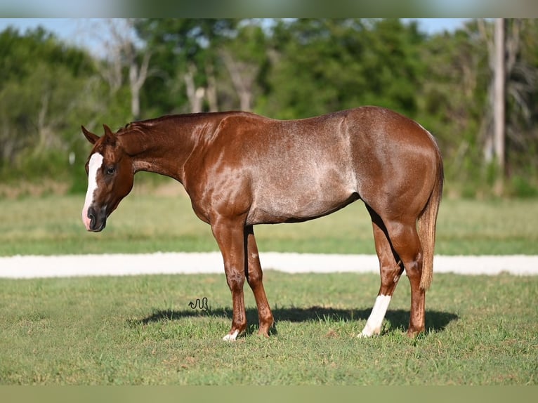 American Quarter Horse Merrie 2 Jaar 142 cm Roan-Red in Waco, TX