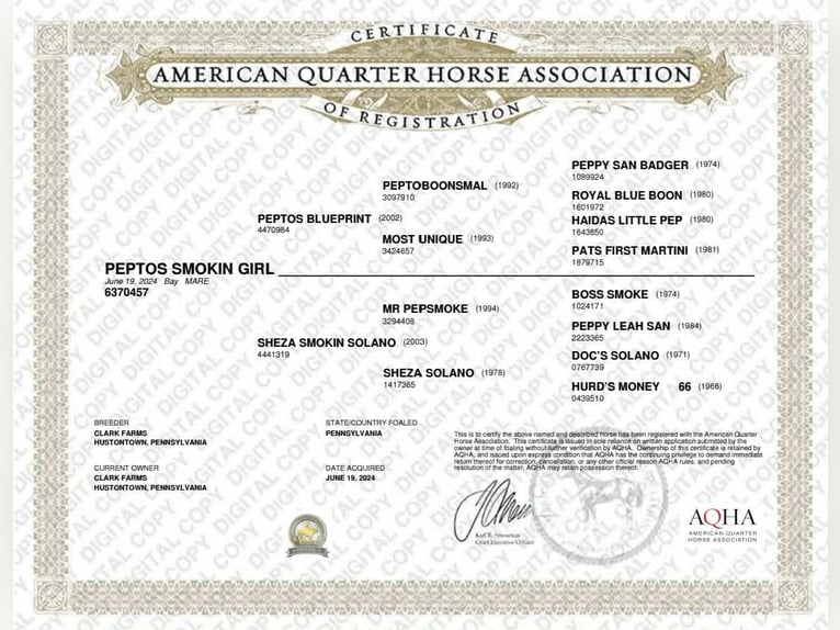American Quarter Horse Merrie 2 Jaar 142 cm Roodbruin in Hustontown